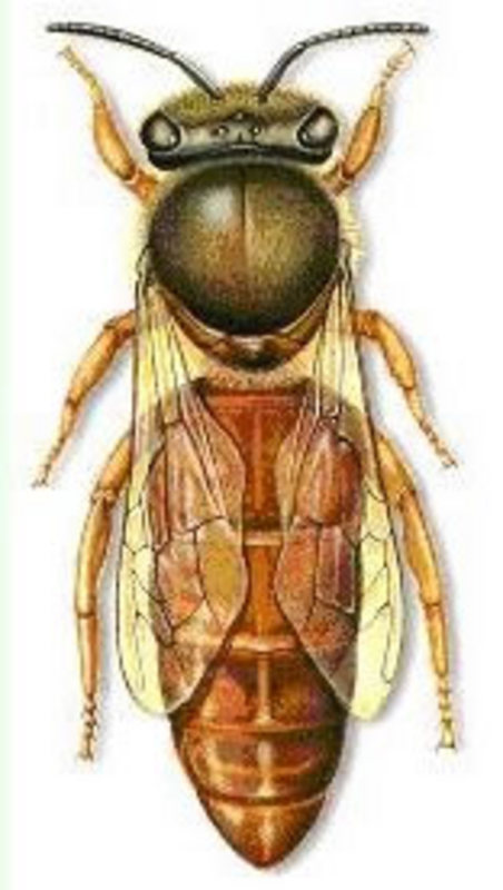 Product picture QUEEN OF THE BEE HIVE